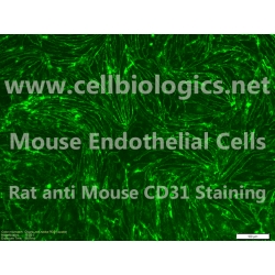 C57BL/6-GFP Mouse Primary Pancreatic Microvascular Endothelial Cells